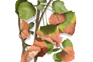 Bronze Leaf Tree Disease Identification Image