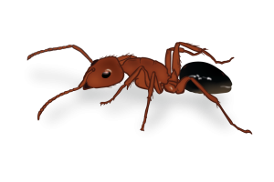 Carpenter Ants Identification Image Birch Fumigators Pest Library