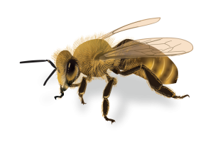 Honey Bees Identification Image Pest Library