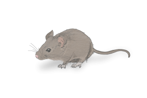House Mouse Identification Image