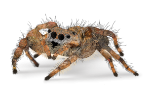 Jumping Spiders Pest Identification Image