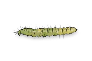 Leaf Rollers Pest Identification Image