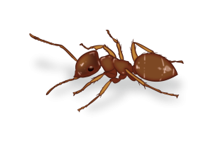 Moisture Ants Identification Image Birch Fumigators Pest Library