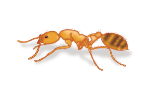 Pharaoh Ants Identification Image Birch Fumigators Pest Library