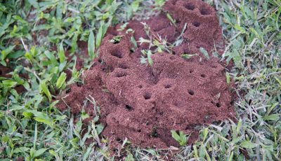 Prevent Ant Hills In Your Lawn