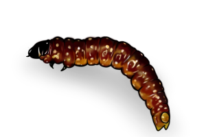 Spruce Budworm Pest Identification Image