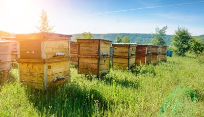 The Benefits of Bees and Why We Need to Protect Them