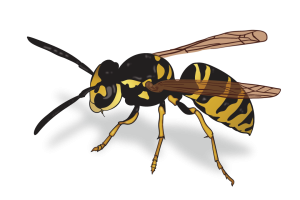 Yellow Jacket Wasp Identification Image Pest Library